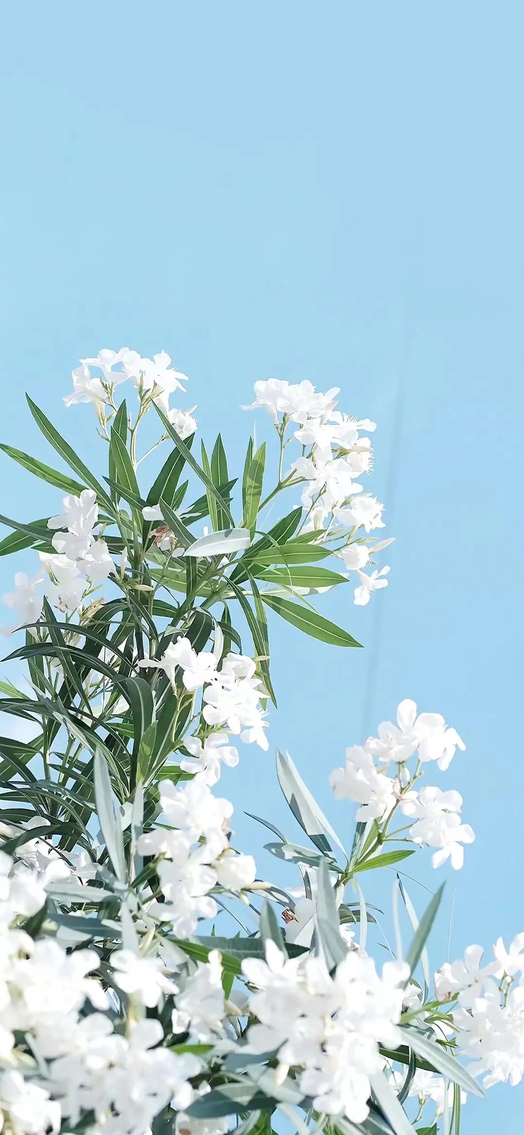 奸臣变成皇后啦